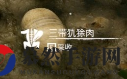 《绿色地狱》中三带犰狳营养价值揭秘